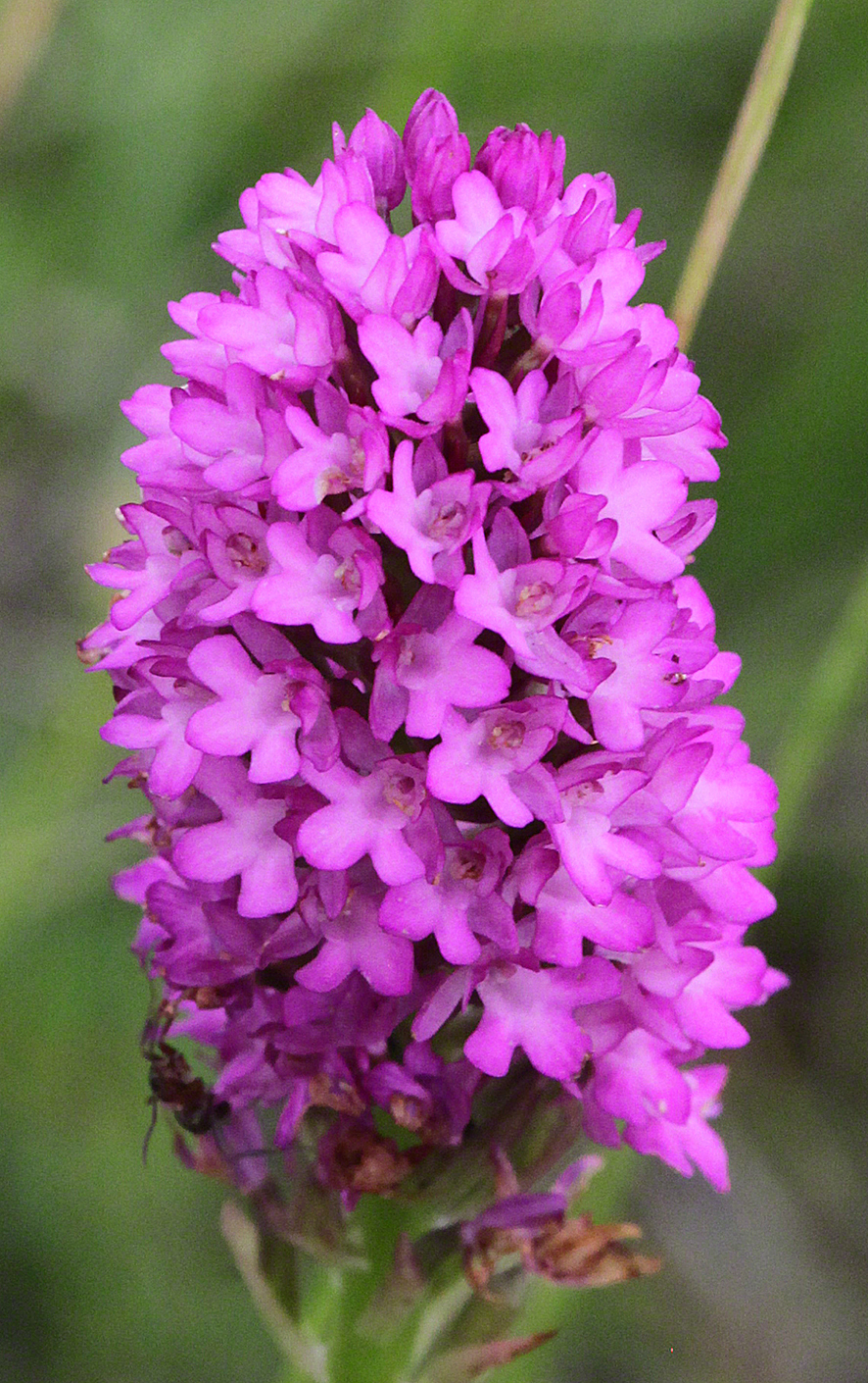 Anacamptis pyramidalis - Pyramiden-Hundswurz